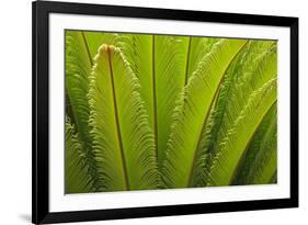 USA, Georgia, Savannah. Spring frond growth of a sago palm.-Joanne Wells-Framed Photographic Print