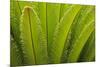 USA, Georgia, Savannah. Spring frond growth of a sago palm.-Joanne Wells-Mounted Photographic Print