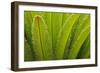 USA, Georgia, Savannah. Spring frond growth of a sago palm.-Joanne Wells-Framed Photographic Print