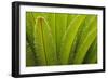 USA, Georgia, Savannah. Spring frond growth of a sago palm.-Joanne Wells-Framed Photographic Print