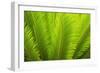 USA, Georgia, Savannah. Spring fronds on a sago palm.-Joanne Wells-Framed Photographic Print