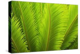 USA, Georgia, Savannah. Spring fronds on a sago palm.-Joanne Wells-Stretched Canvas