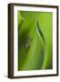 USA, Georgia, Savannah, Tiny frog on a leaf.-Joanne Wells-Framed Photographic Print