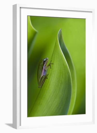 USA, Georgia, Savannah, Tiny frog on a leaf.-Joanne Wells-Framed Photographic Print
