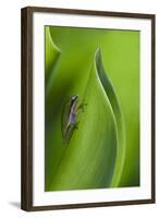 USA, Georgia, Savannah, Tiny frog on a leaf.-Joanne Wells-Framed Photographic Print