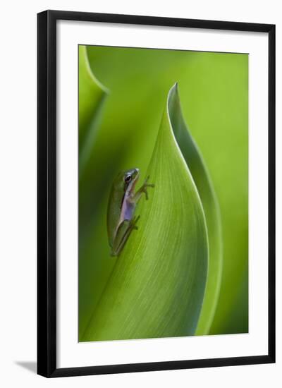 USA, Georgia, Savannah, Tiny frog on a leaf.-Joanne Wells-Framed Photographic Print
