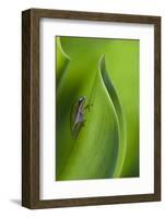 USA, Georgia, Savannah, Tiny frog on a leaf.-Joanne Wells-Framed Photographic Print