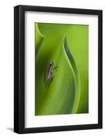 USA, Georgia, Savannah, Tiny frog on a leaf.-Joanne Wells-Framed Photographic Print