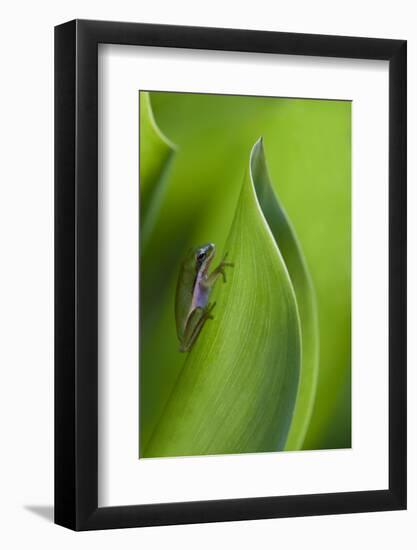 USA, Georgia, Savannah, Tiny frog on a leaf.-Joanne Wells-Framed Photographic Print