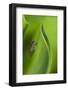 USA, Georgia, Savannah, Tiny frog on a leaf.-Joanne Wells-Framed Photographic Print