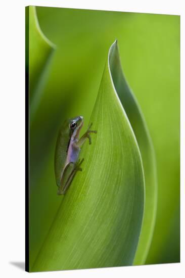 USA, Georgia, Savannah, Tiny frog on a leaf.-Joanne Wells-Stretched Canvas