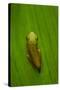 USA, Georgia, Savannah, Tiny frog on leaf.-Joanne Wells-Stretched Canvas