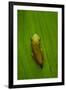 USA, Georgia, Savannah, Tiny frog on leaf.-Joanne Wells-Framed Premium Photographic Print
