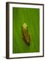 USA, Georgia, Savannah, Tiny frog on leaf.-Joanne Wells-Framed Photographic Print