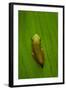 USA, Georgia, Savannah, Tiny frog on leaf.-Joanne Wells-Framed Photographic Print