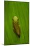 USA, Georgia, Savannah, Tiny frog on leaf.-Joanne Wells-Mounted Photographic Print