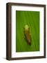 USA, Georgia, Savannah, Tiny frog on leaf.-Joanne Wells-Framed Photographic Print