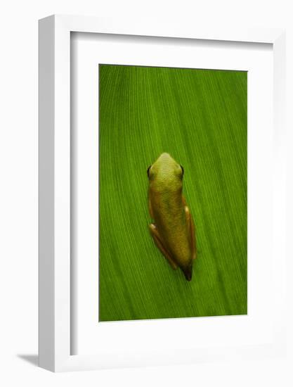 USA, Georgia, Savannah, Tiny frog on leaf.-Joanne Wells-Framed Photographic Print