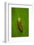 USA, Georgia, Savannah, Tiny frog on leaf.-Joanne Wells-Framed Photographic Print
