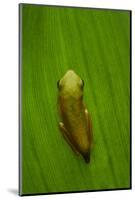 USA, Georgia, Savannah, Tiny frog on leaf.-Joanne Wells-Mounted Photographic Print