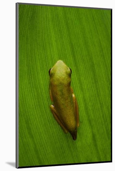 USA, Georgia, Savannah, Tiny frog on leaf.-Joanne Wells-Mounted Photographic Print