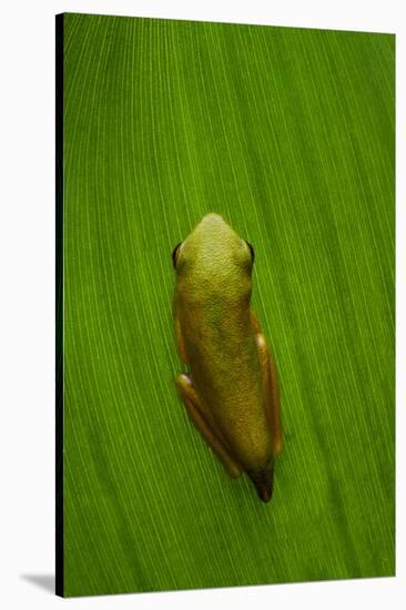 USA, Georgia, Savannah, Tiny frog on leaf.-Joanne Wells-Stretched Canvas