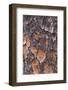 USA, Georgia, Savannah. Tree bark on a pine tree.-Joanne Wells-Framed Photographic Print