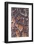 USA, Georgia, Savannah. Tree bark on a pine tree.-Joanne Wells-Framed Photographic Print