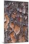 USA, Georgia, Savannah. Tree bark on a pine tree.-Joanne Wells-Mounted Photographic Print