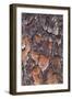 USA, Georgia, Savannah. Tree bark on a pine tree.-Joanne Wells-Framed Photographic Print