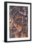 USA, Georgia, Savannah. Tree bark on a pine tree.-Joanne Wells-Framed Photographic Print