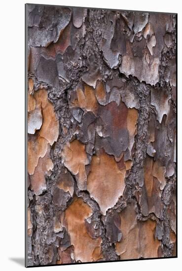 USA, Georgia, Savannah. Tree bark on a pine tree.-Joanne Wells-Mounted Photographic Print