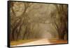 USA, Georgia, Savannah. Wormsloe Plantation Drive in the early morning fog.-Joanne Wells-Framed Stretched Canvas