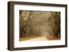 USA, Georgia, Savannah. Wormsloe Plantation Drive in the early morning fog.-Joanne Wells-Framed Photographic Print