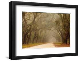 USA, Georgia, Savannah. Wormsloe Plantation Drive in the early morning fog.-Joanne Wells-Framed Photographic Print