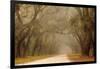 USA, Georgia, Savannah. Wormsloe Plantation Drive in the early morning fog.-Joanne Wells-Framed Photographic Print