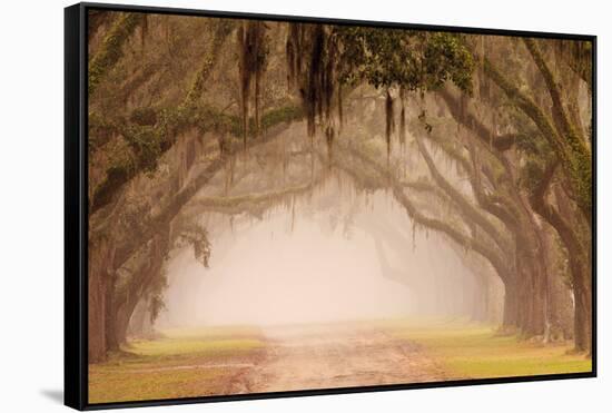 USA, Georgia, Savannah. Wormsloe Plantation Drive in the early morning fog.-Joanne Wells-Framed Stretched Canvas