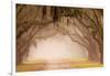 USA, Georgia, Savannah. Wormsloe Plantation Drive in the early morning fog.-Joanne Wells-Framed Photographic Print