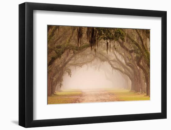 USA, Georgia, Savannah. Wormsloe Plantation Drive in the early morning fog.-Joanne Wells-Framed Photographic Print