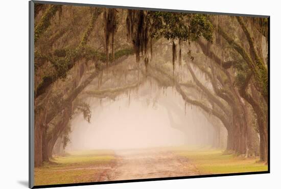 USA, Georgia, Savannah. Wormsloe Plantation Drive in the early morning fog.-Joanne Wells-Mounted Photographic Print