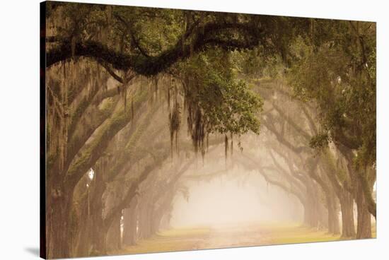 USA, Georgia, Savannah. Wormsloe Plantation Drive in the early morning fog.-Joanne Wells-Stretched Canvas