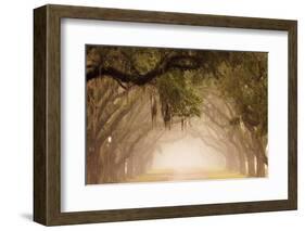 USA, Georgia, Savannah. Wormsloe Plantation Drive in the early morning fog.-Joanne Wells-Framed Photographic Print