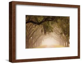 USA, Georgia, Savannah. Wormsloe Plantation Drive in the early morning fog.-Joanne Wells-Framed Photographic Print