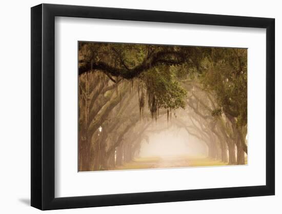 USA, Georgia, Savannah. Wormsloe Plantation Drive in the early morning fog.-Joanne Wells-Framed Photographic Print