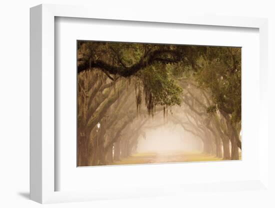 USA, Georgia, Savannah. Wormsloe Plantation Drive in the early morning fog.-Joanne Wells-Framed Photographic Print