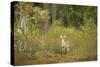 USA, Georgia, Savannah. Young buck in the marsh at Skidaway Island Ste Park.-Joanne Wells-Stretched Canvas