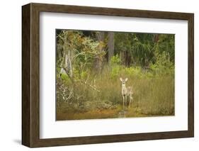 USA, Georgia, Savannah. Young buck in the marsh at Skidaway Island Ste Park.-Joanne Wells-Framed Photographic Print