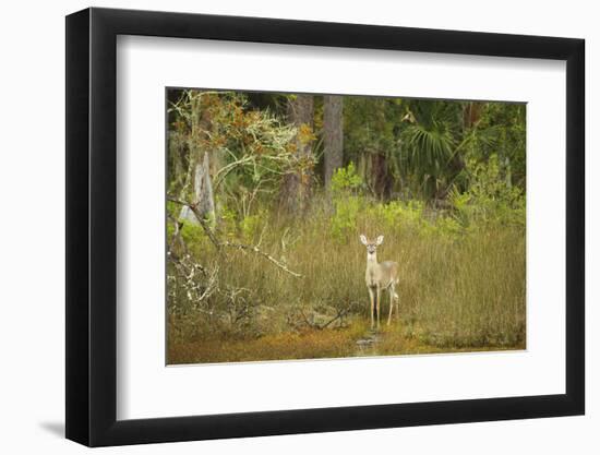 USA, Georgia, Savannah. Young buck in the marsh at Skidaway Island Ste Park.-Joanne Wells-Framed Photographic Print