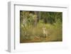 USA, Georgia, Savannah. Young buck in the marsh at Skidaway Island Ste Park.-Joanne Wells-Framed Photographic Print