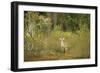 USA, Georgia, Savannah. Young buck in the marsh at Skidaway Island Ste Park.-Joanne Wells-Framed Photographic Print